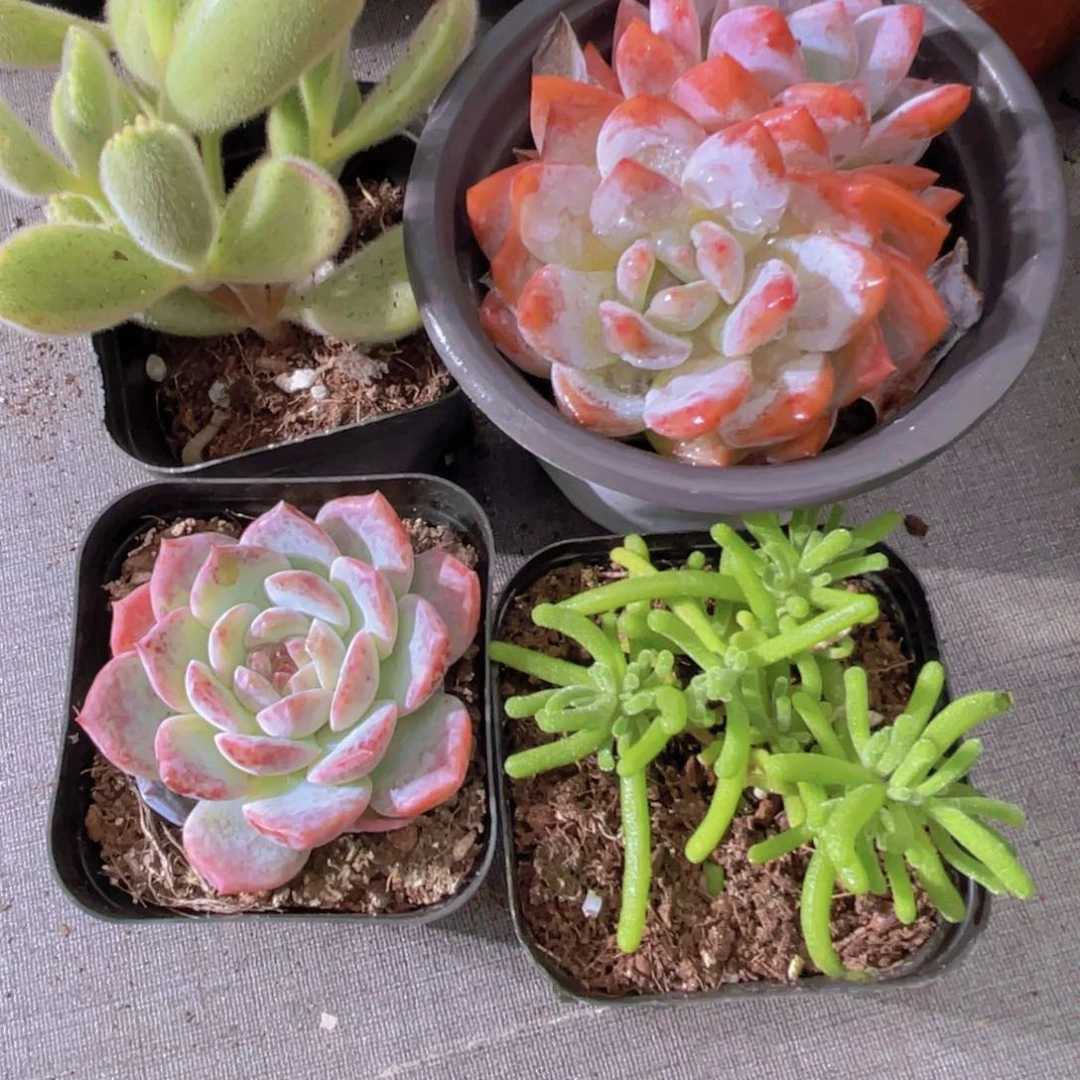 泠***响白熊 梦影 粉恋 荧光兔