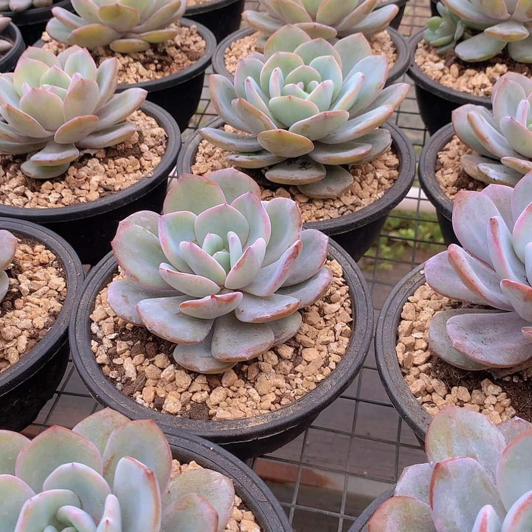 大韩奶茶456788999000