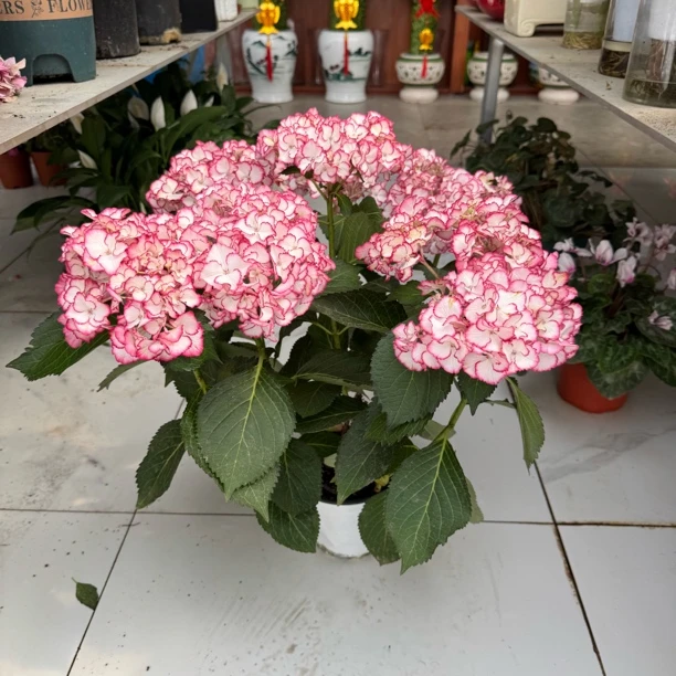 绣球花大花绣球原盆1盆