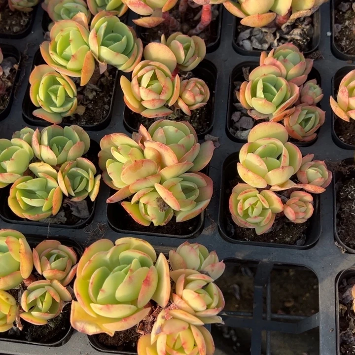 碧桃四头有砍到手1颗量拍多肉满18元包邮下午发货