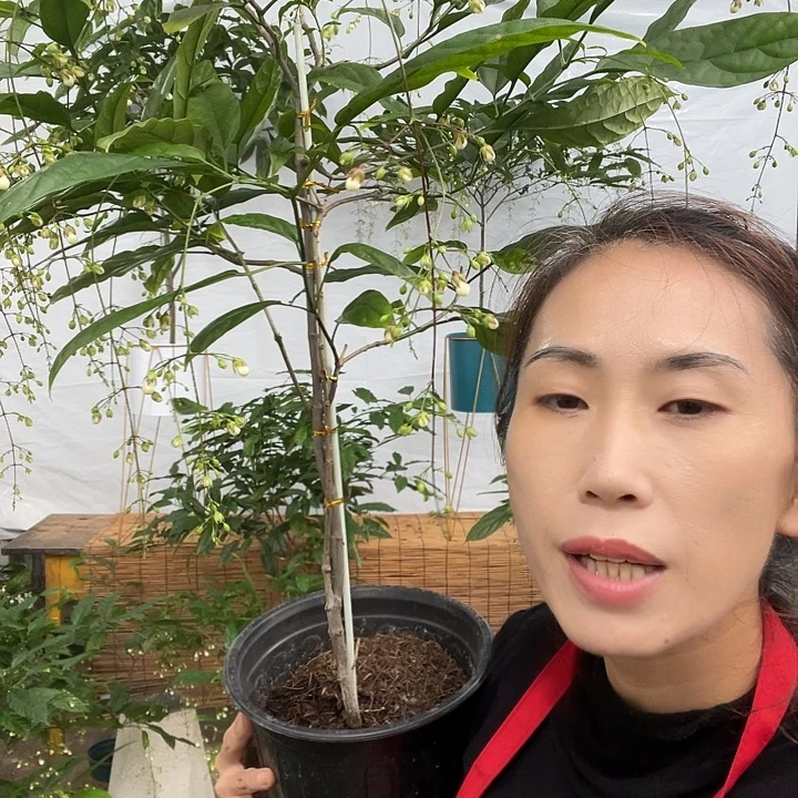 无花朵垂丝茉莉大颗一盆