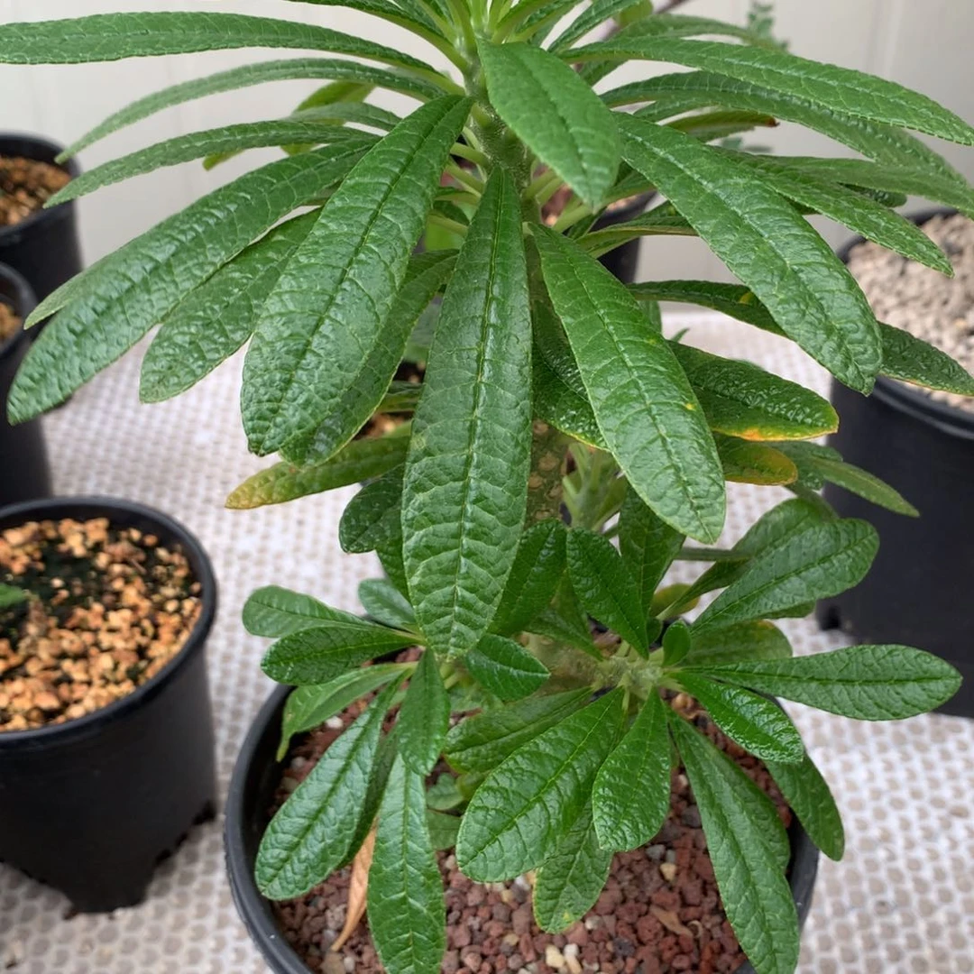 巨硫桑带盆带盆土