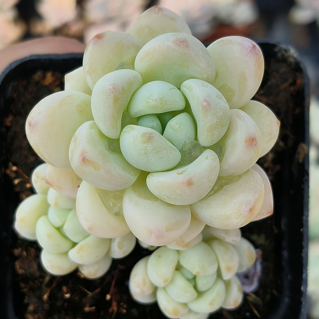 【满19.9包邮】粉劳尔