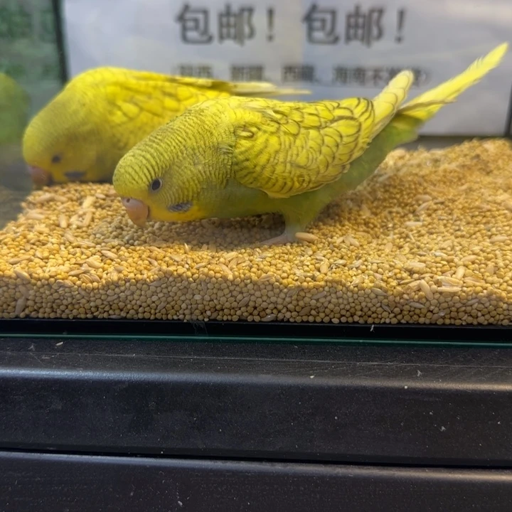 虎皮鹦鹉大头虎皮鹦鹉