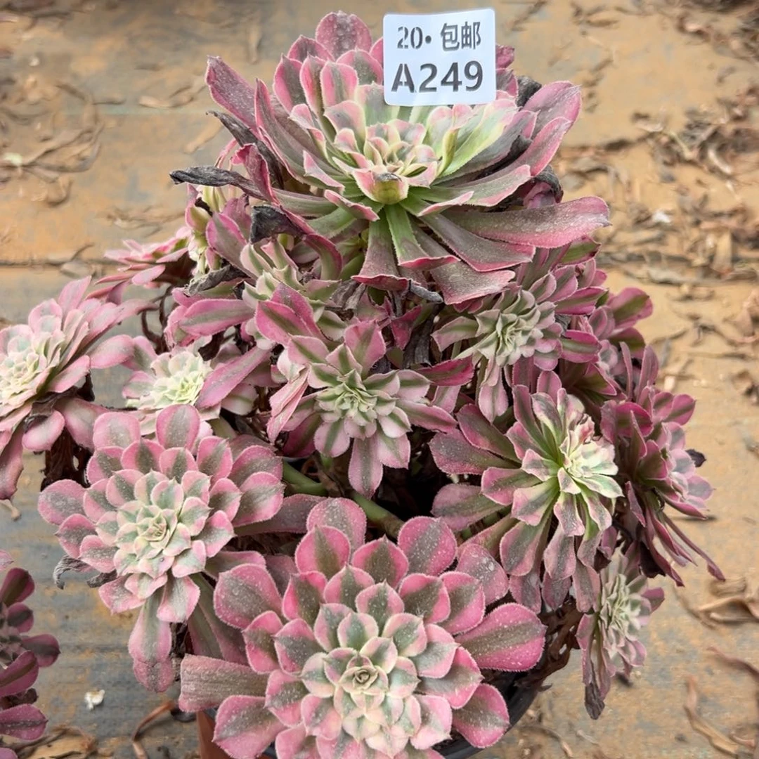 249红铜白，多肉法师