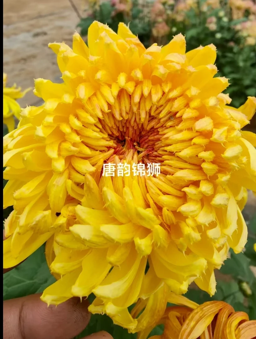 唐韵锦狮大花九月菊】稀有品种盆栽阳台卧室都好养耐寒耐热多年生