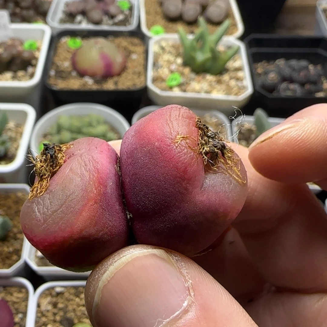 专拍漂亮多肉植物104