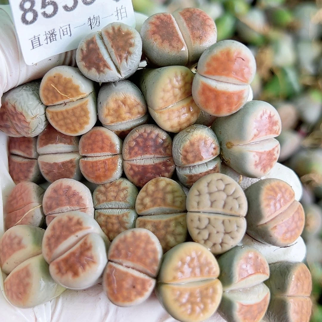 8535 好养易活生石花大母本25个1.5cm左右部分有点干特价处理