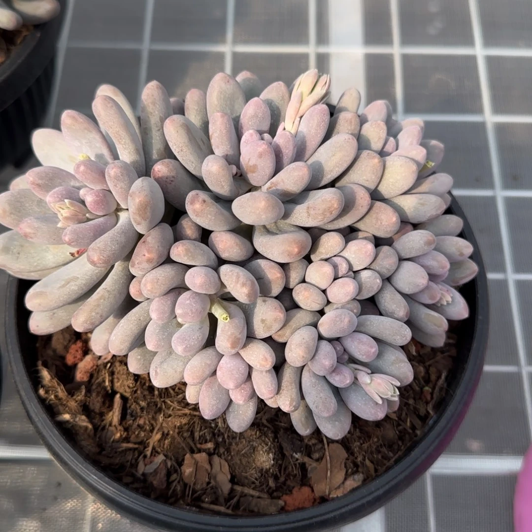 从前慢花园精选多肉汤圆