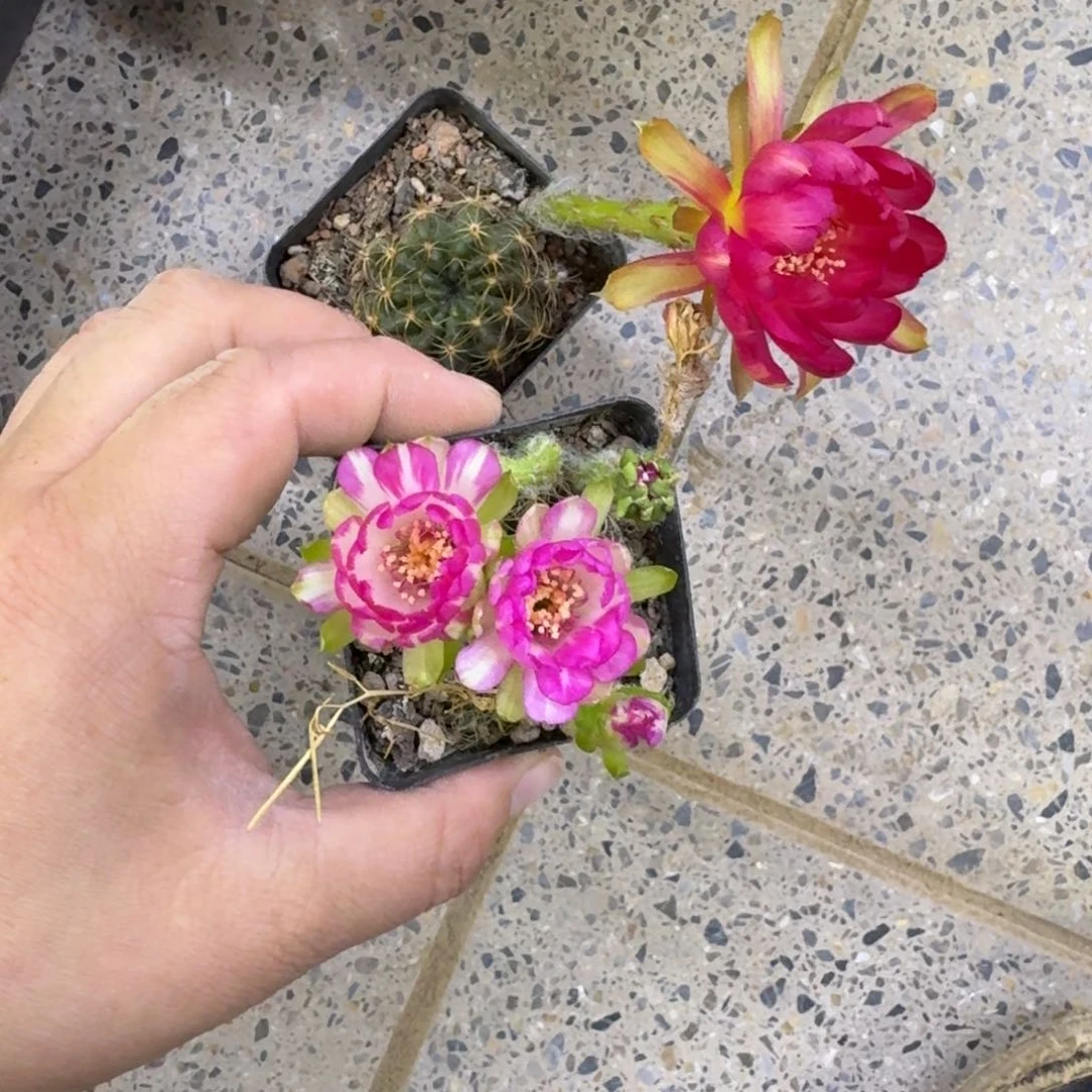 235丽花脱土发货掰花软很小斑