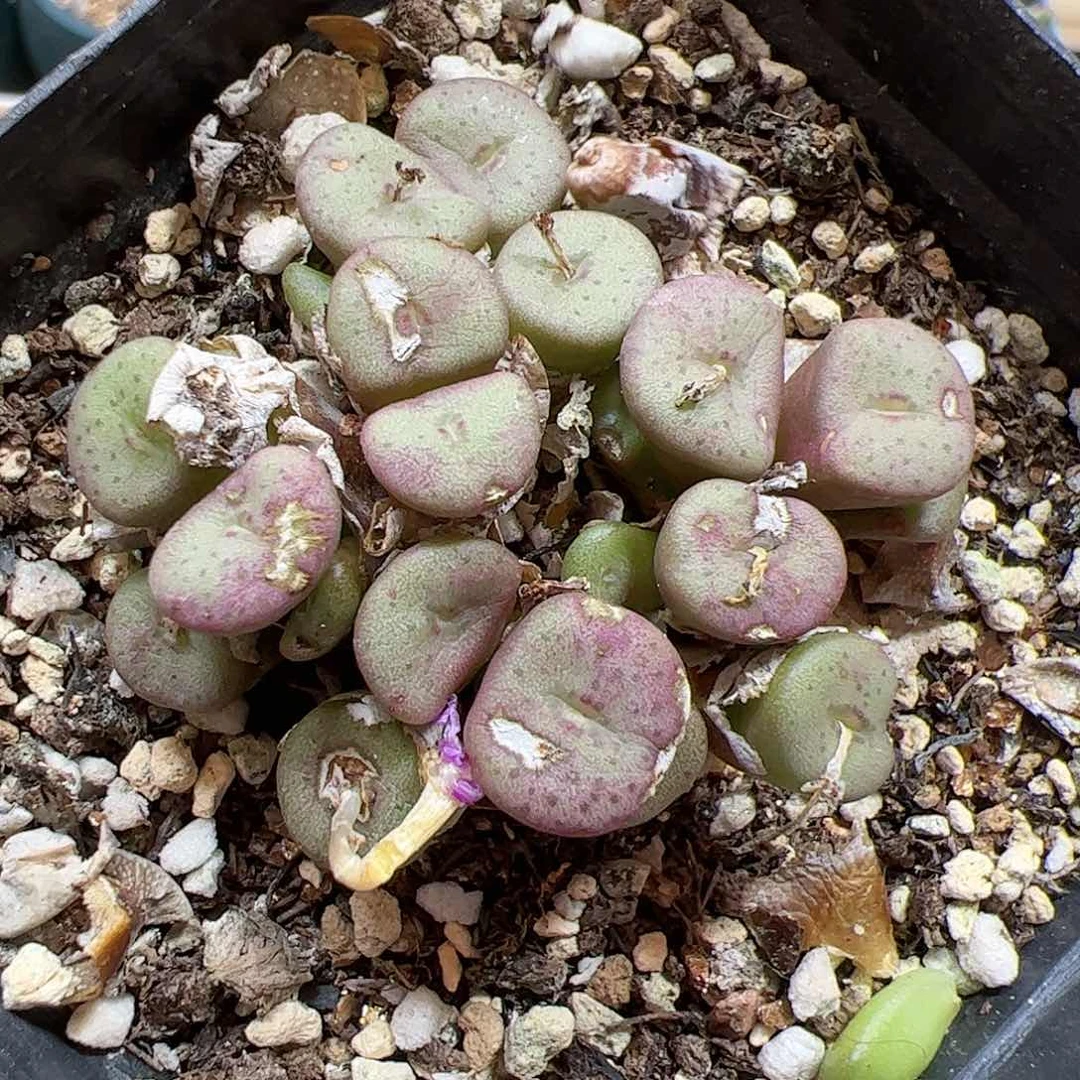 【闪购商品】134 ob纽扣