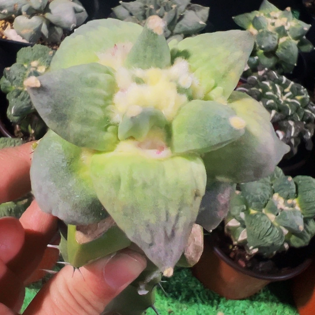 无花朵福利怒涛牡丹490