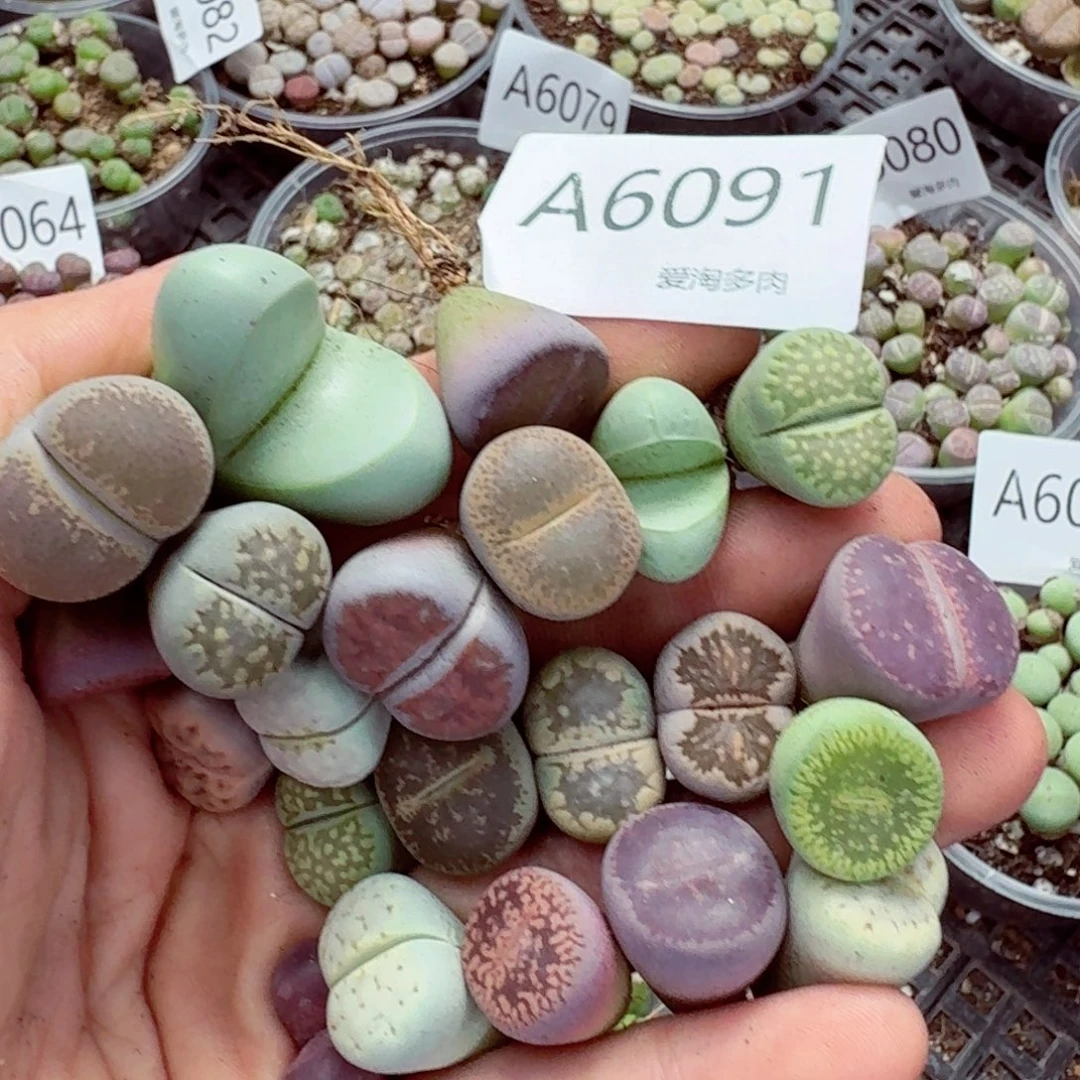 6091-有瑕疵 生石花 生石花