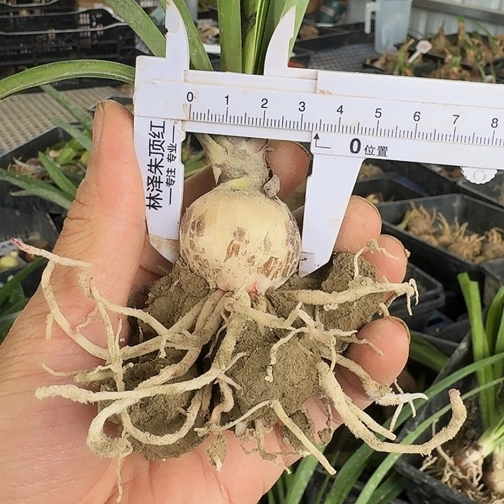 月亮的爱朱顶红一棵3.4