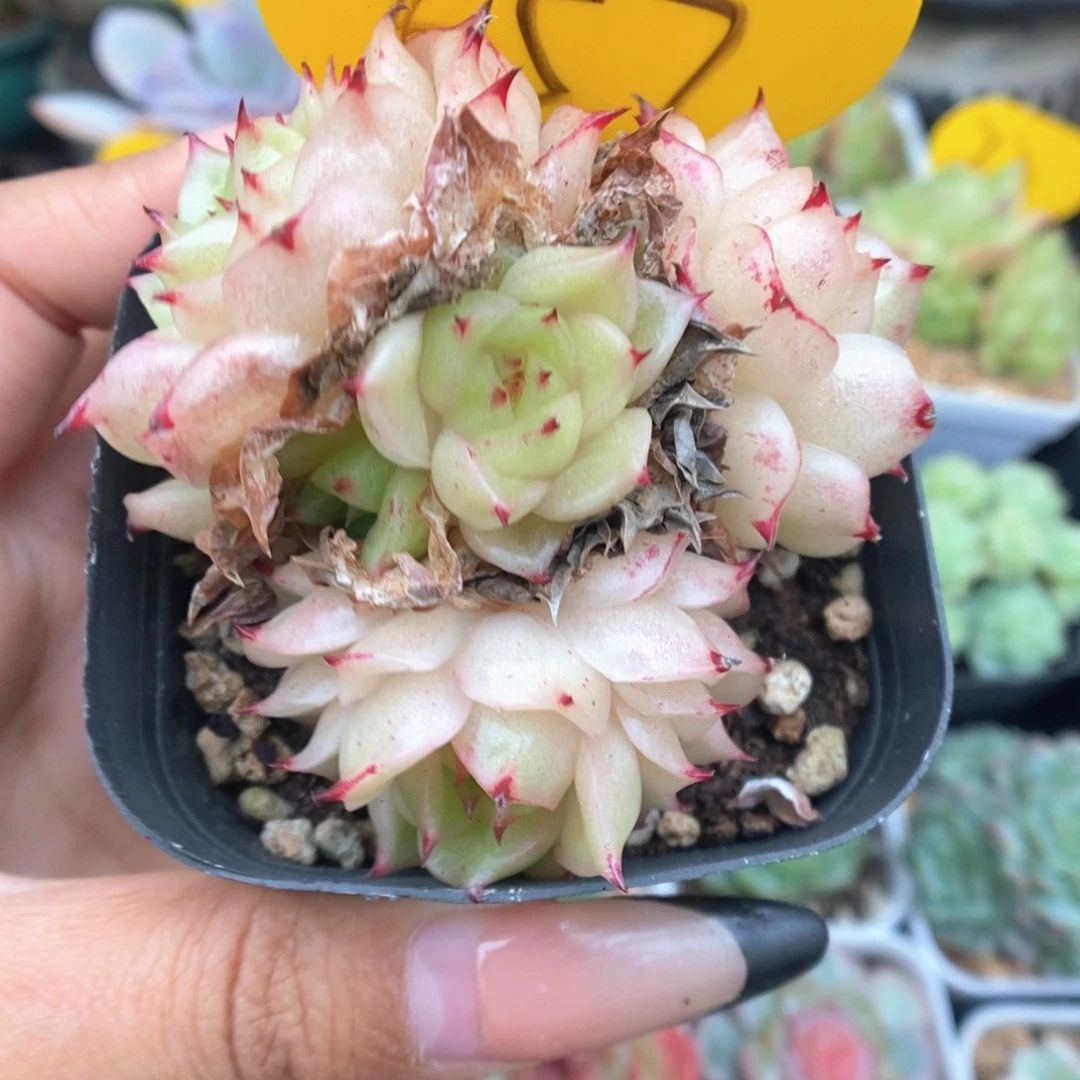 凤凰火麦秆群生657号