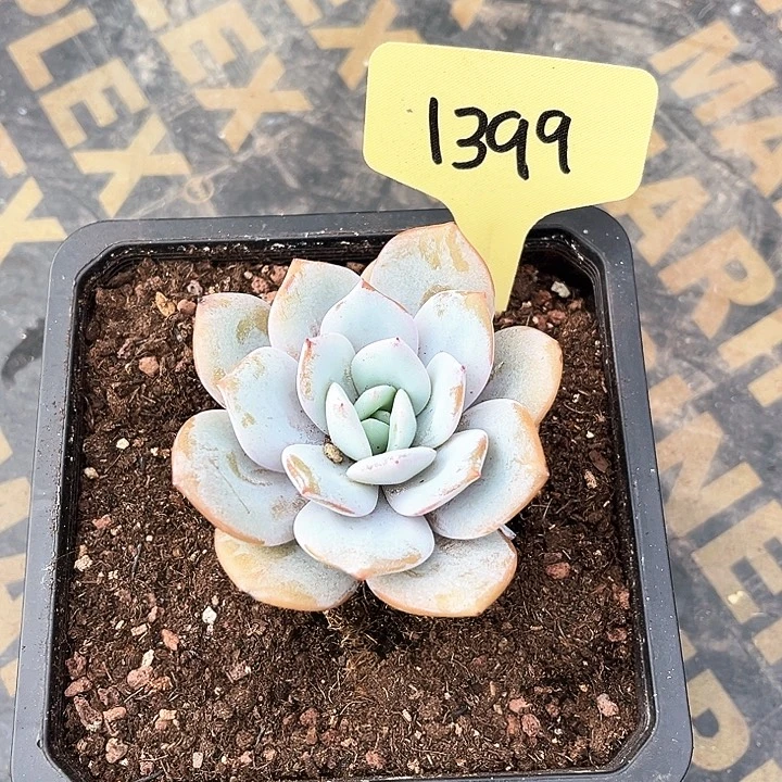 奶茶捧花1399号码牌子的话