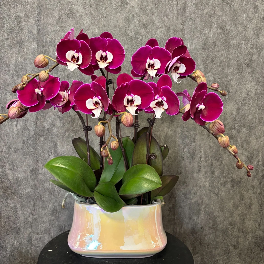 【米歇尔】大花-蝴蝶兰鲜花绿植 好养花期长 室内观赏花