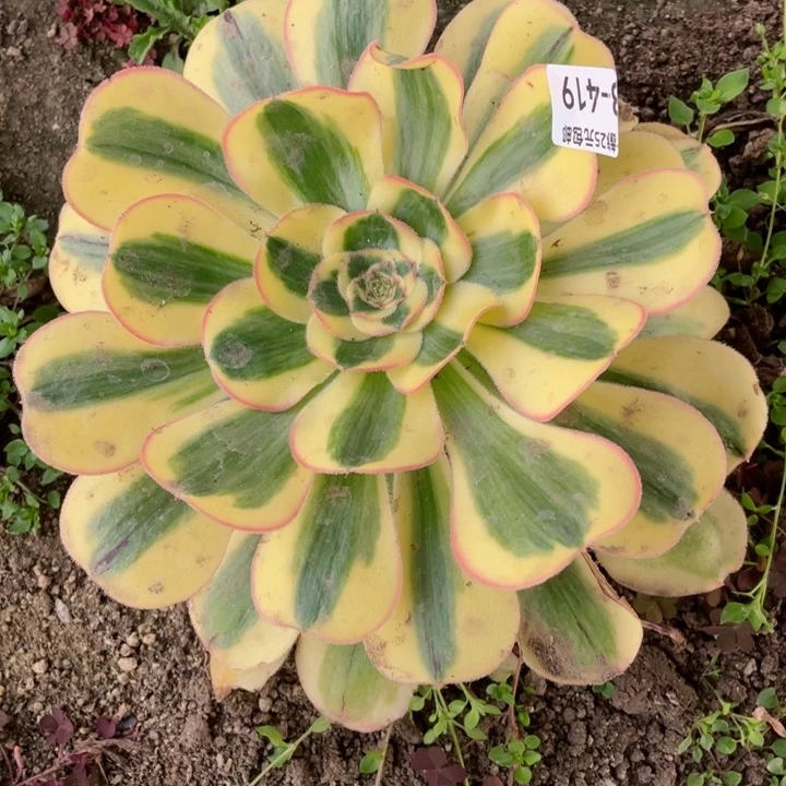 秦**风419王妃多肉12345678