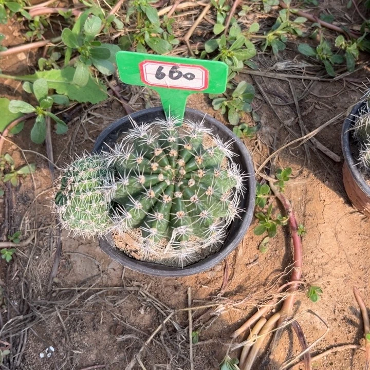 (***)660，品种彩草粉羽