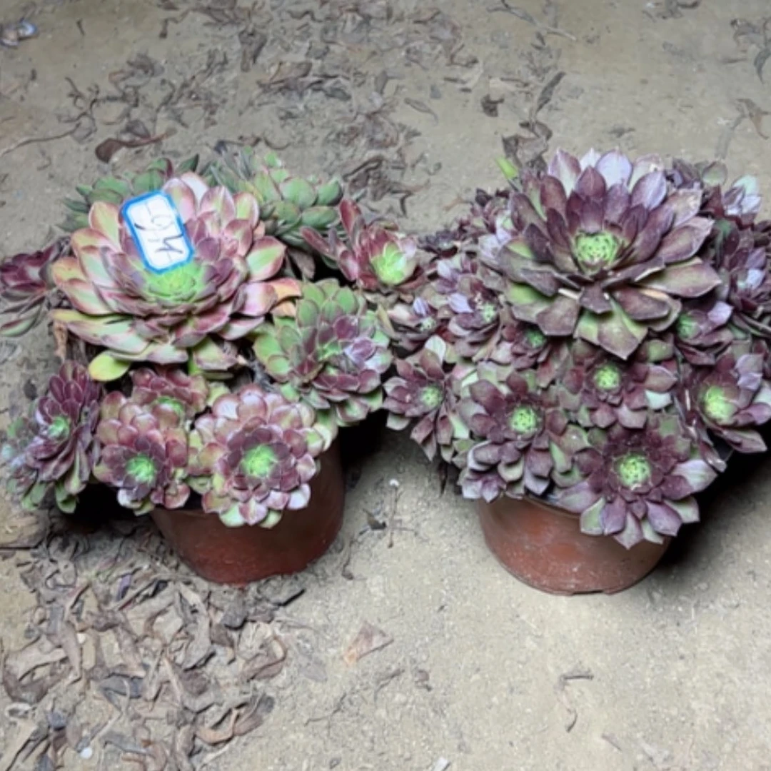 【闪购商品】断枝不包46