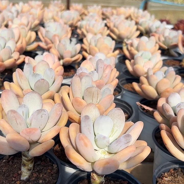 橙雪球  福利多多