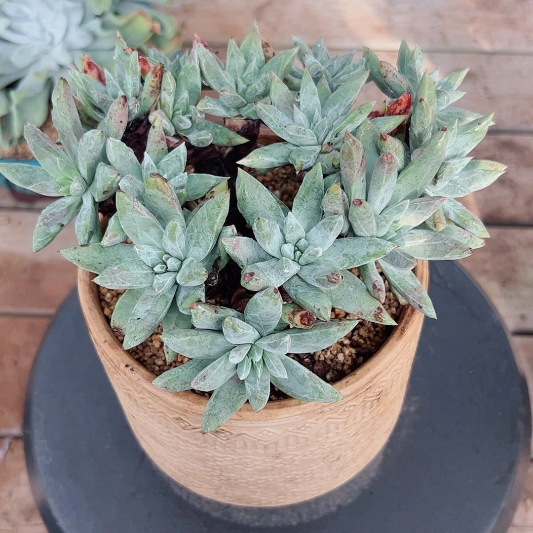 3067阿尔比杂海瑟仙女杯