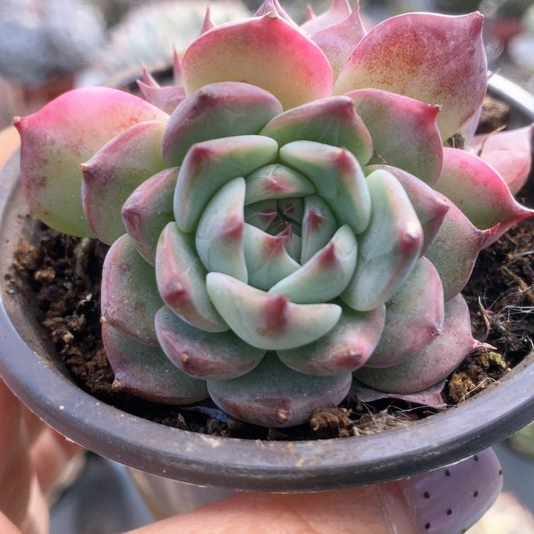 075吉娃娃锦哈哈哈哈哈哈哈