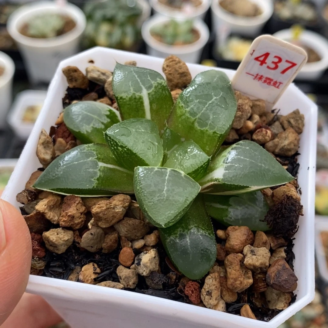 437号木叶克锦多肉植物