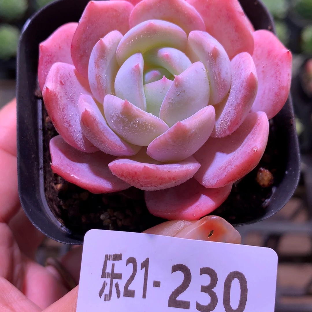 乐然21-230 紫皇后