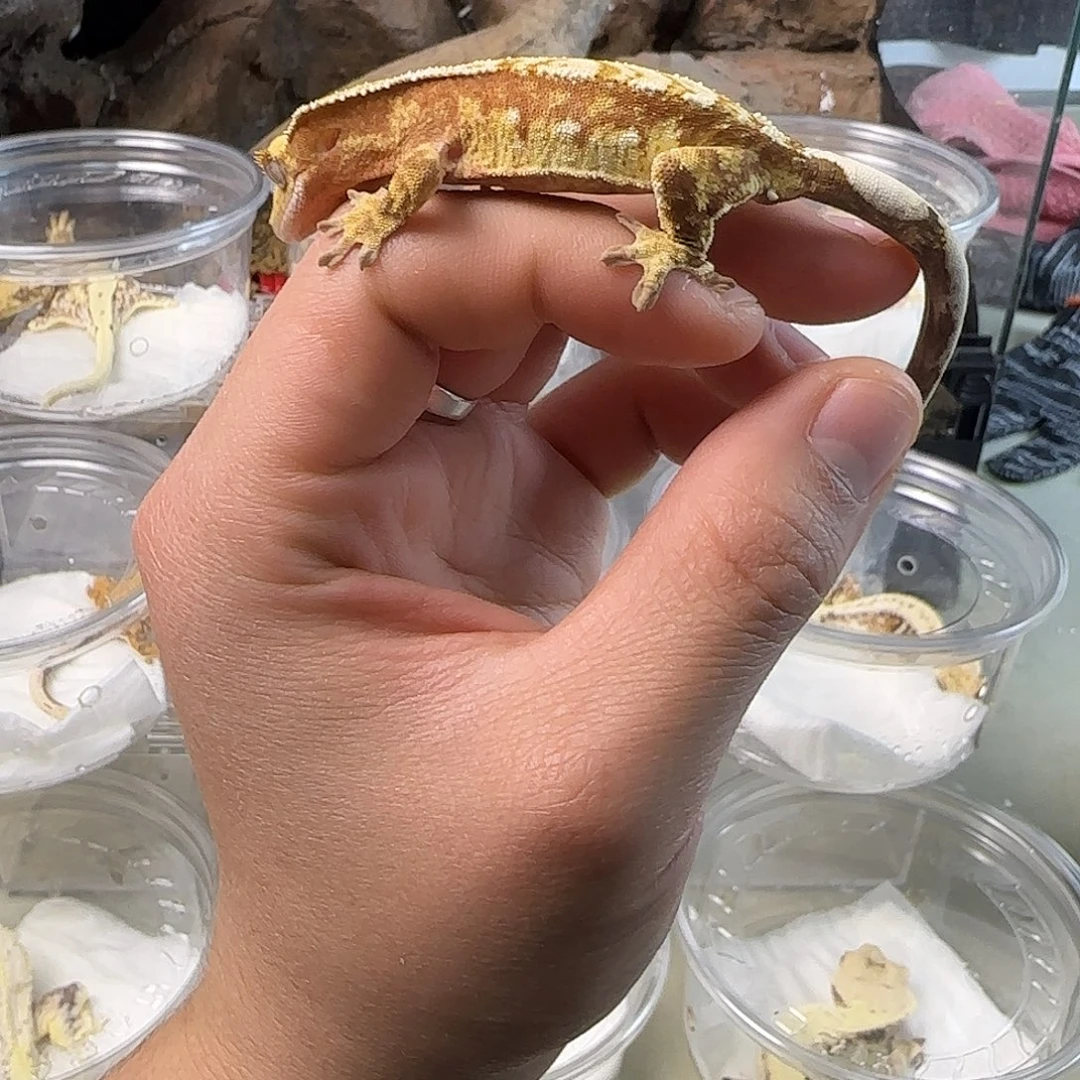 睫角守宫红底奶油