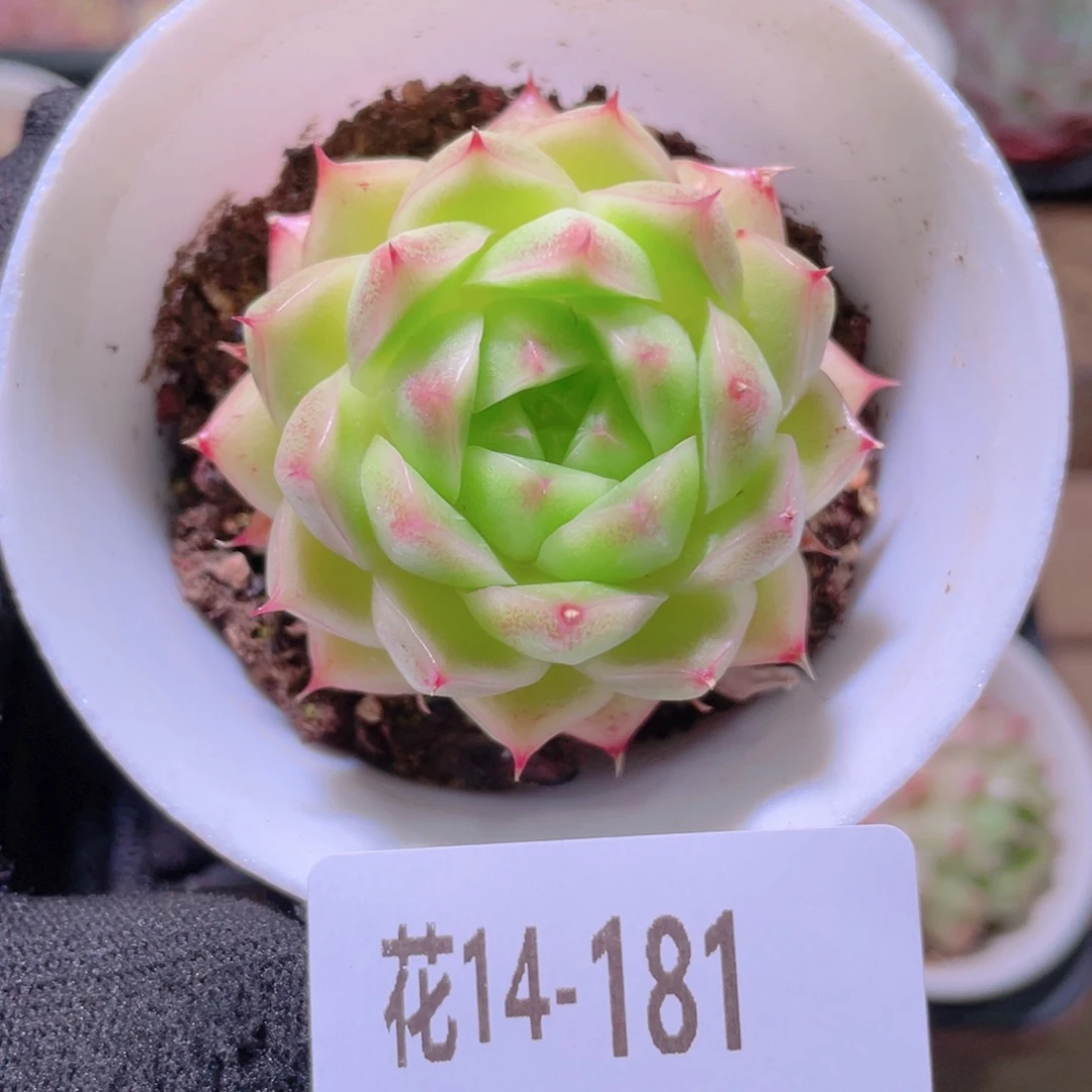 花利美14-181麦秆