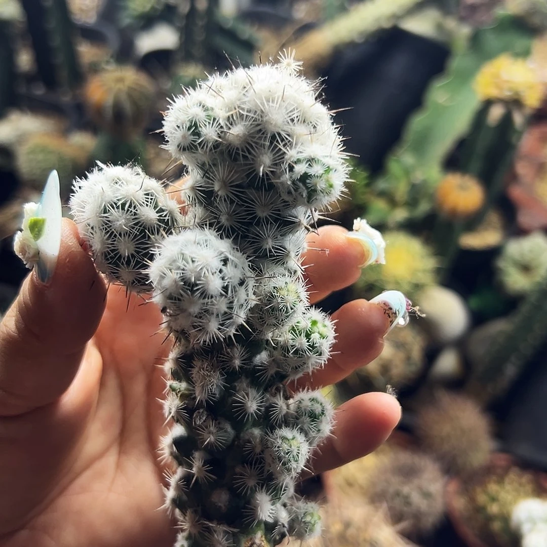 都锦有根仙人球11111111