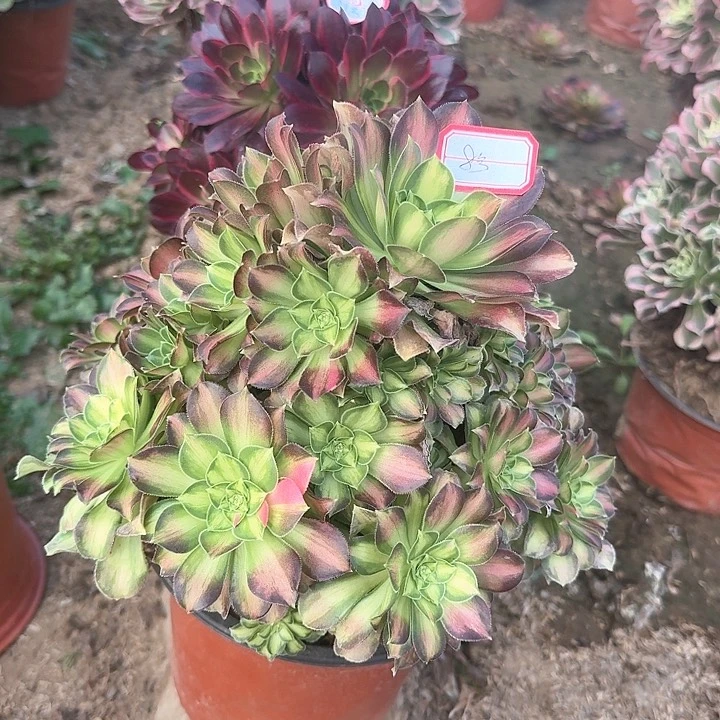 多肉植物绍华8号不包损