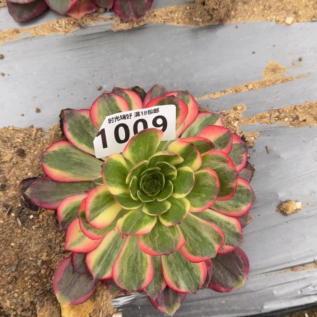 1009黑膜锦多肉植物