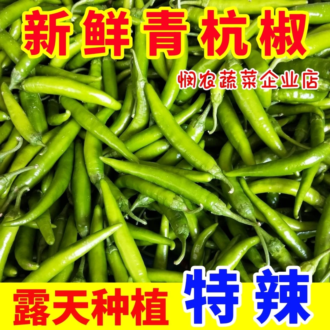 正宗贵州辣椒现摘辣椒新鲜薄皮辣椒新鲜椒现摘现发农家种植采摘。