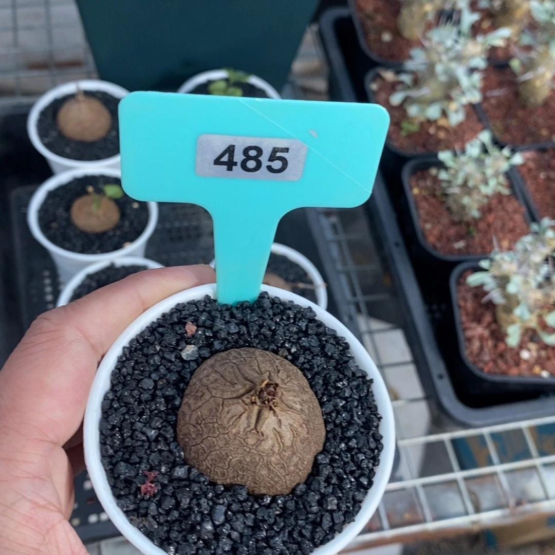 龟甲龙多肉植物一个