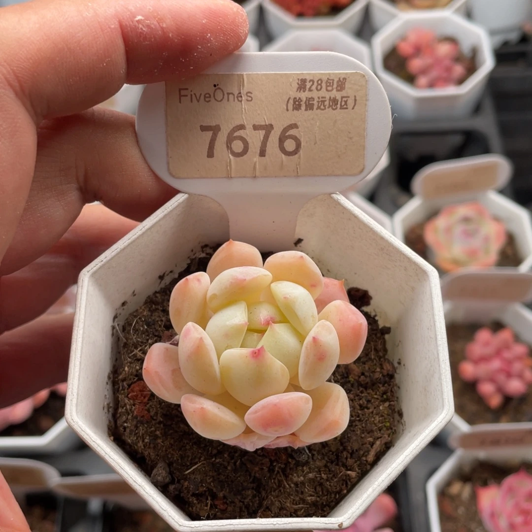 海盐薄荷7676-4.5厘米