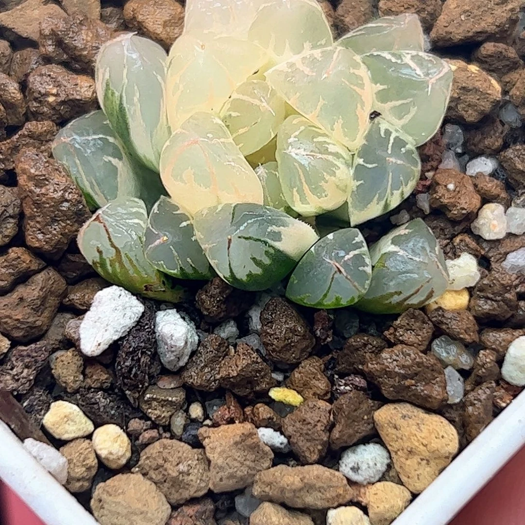 糊斑北极之光锦十二卷多肉
