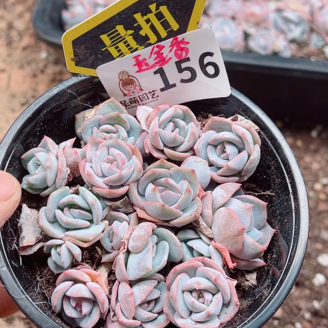 多肉植物多肉植物