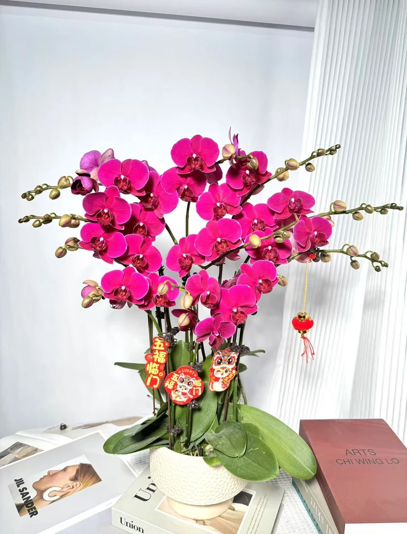 红色年宵花《布隆芳丹》进口蝴蝶兰反复开花 鲜活绿植 带花带花苞