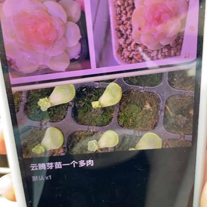 云腾芽苗一个多肉
