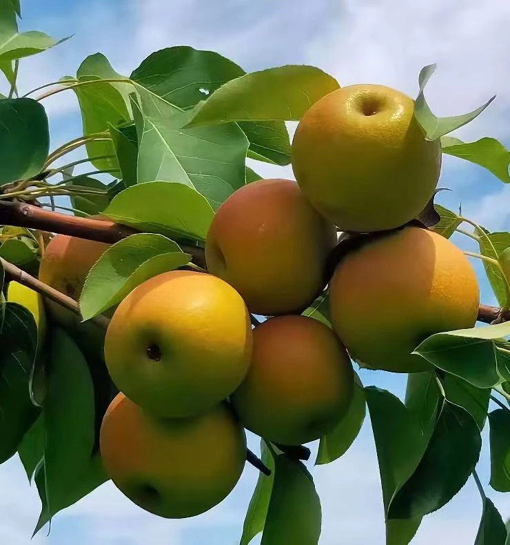 正宗当季新鲜水果整箱脆甜南果梨