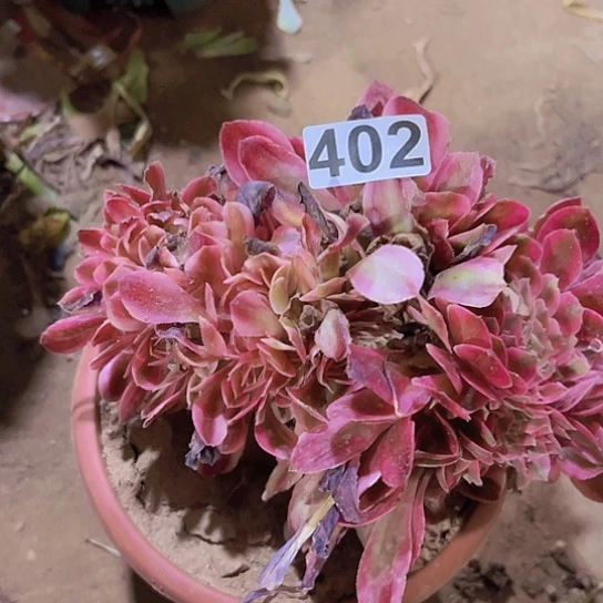 魔****多肉植物一个法师