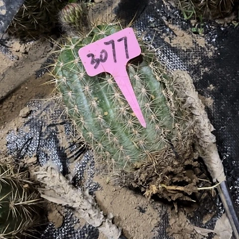 清清706有斑不保花3077