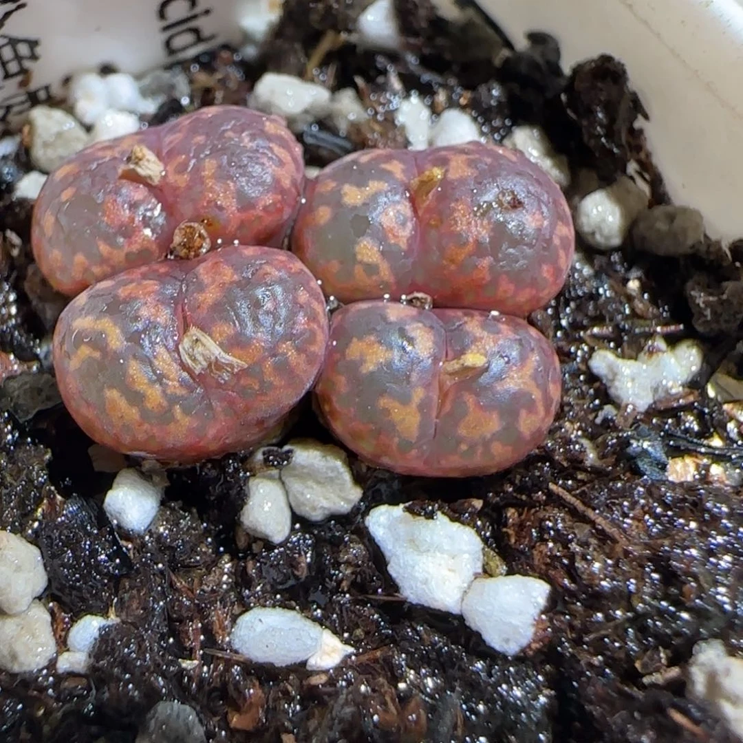 肉锥多肉植物组合-粉色勋章有疤1368