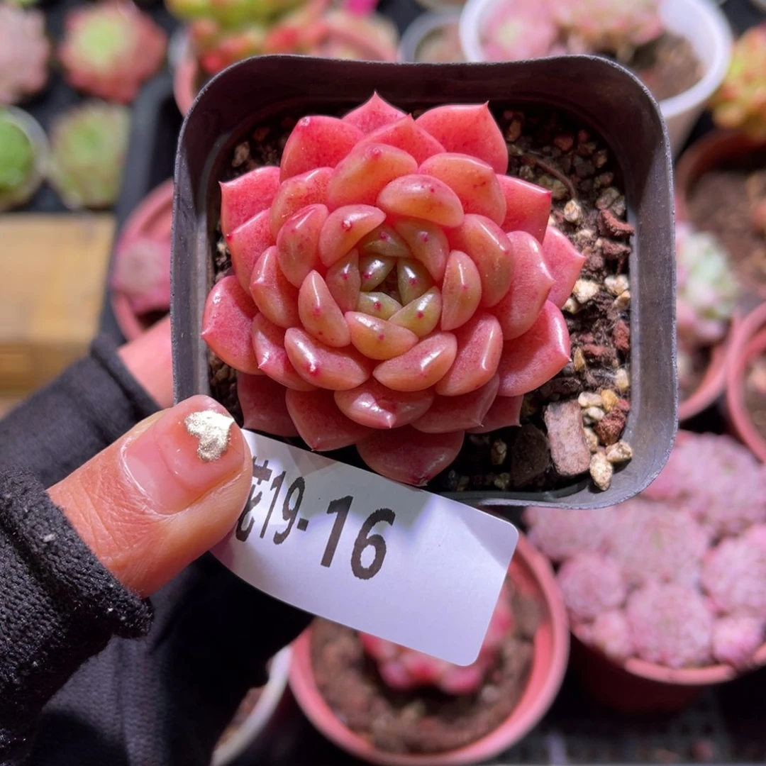 花19-16灵翠单头