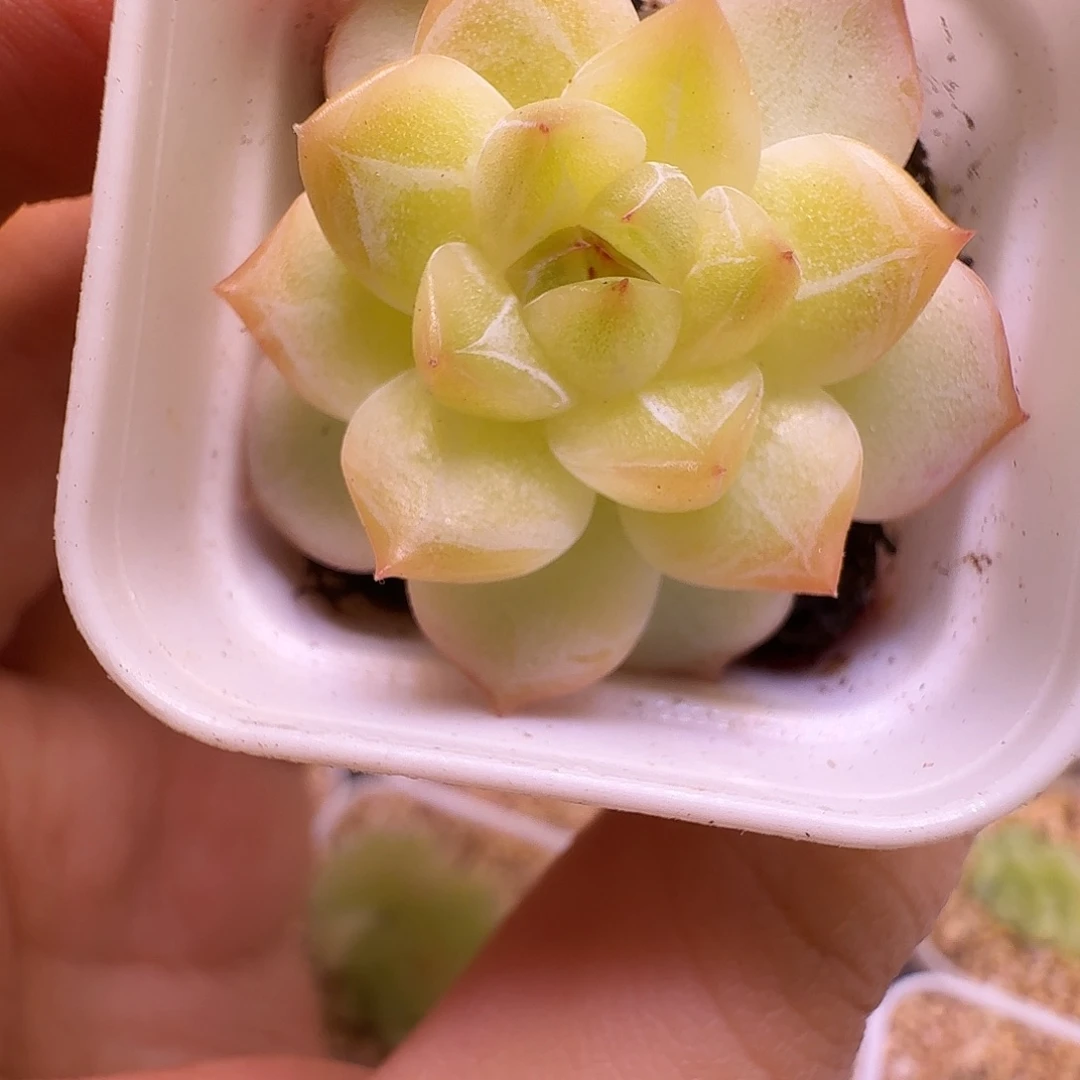珍妮优选一物一拍