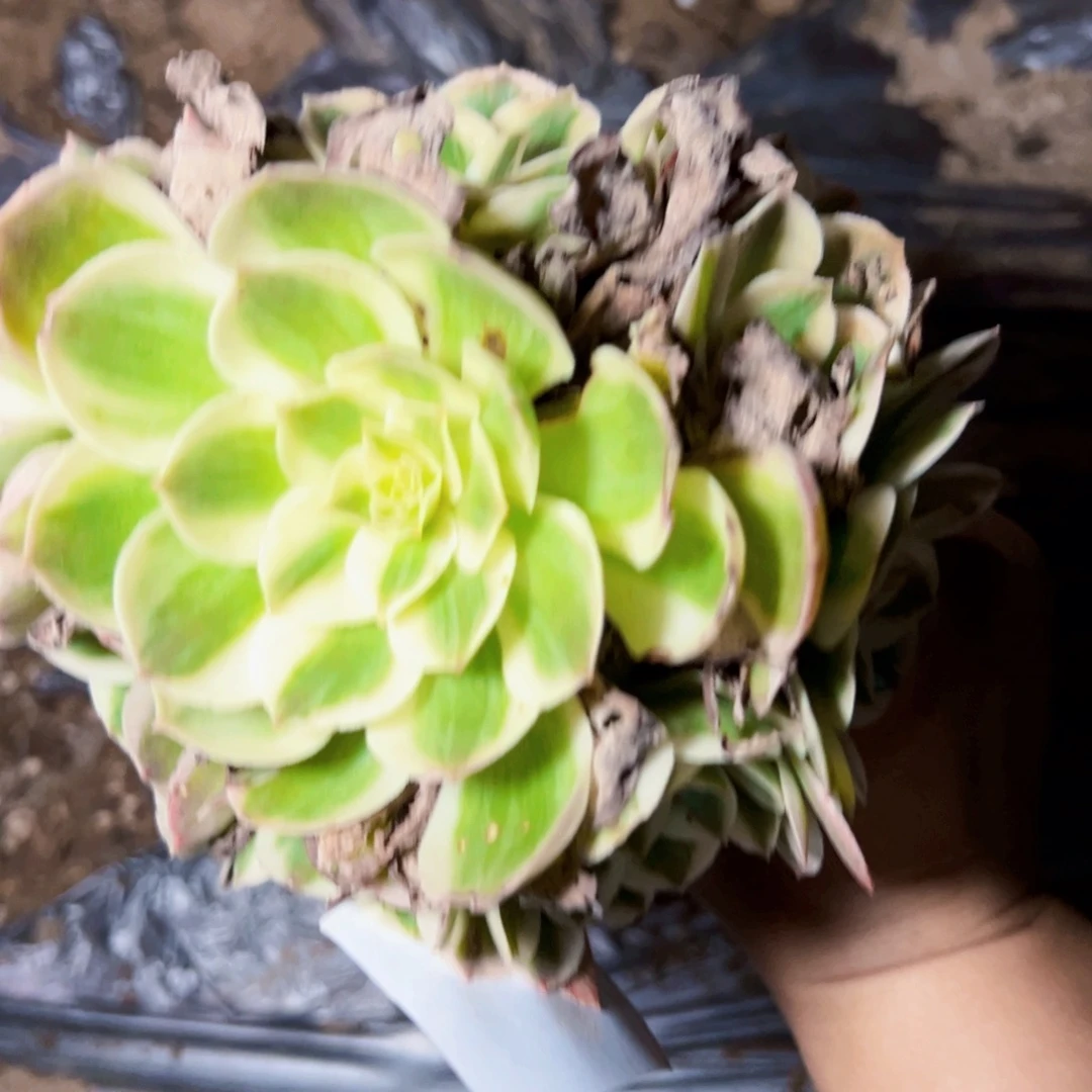瑶光多肉植物2276
