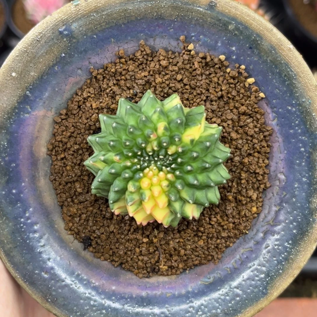 泰系缀化锦 实生 带盆土