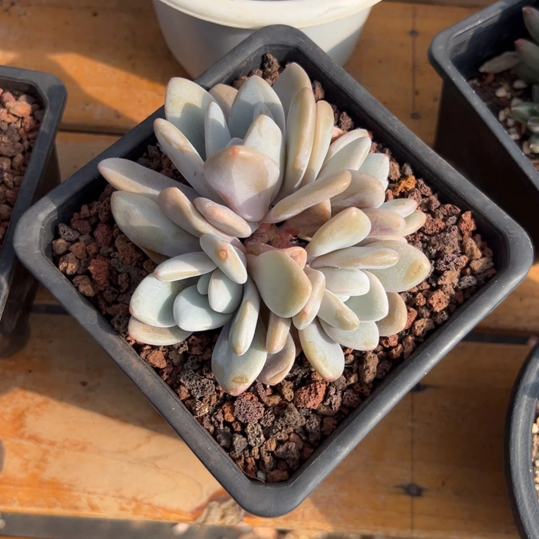 多肉小群粉兔【非偏远地区满18包邮】